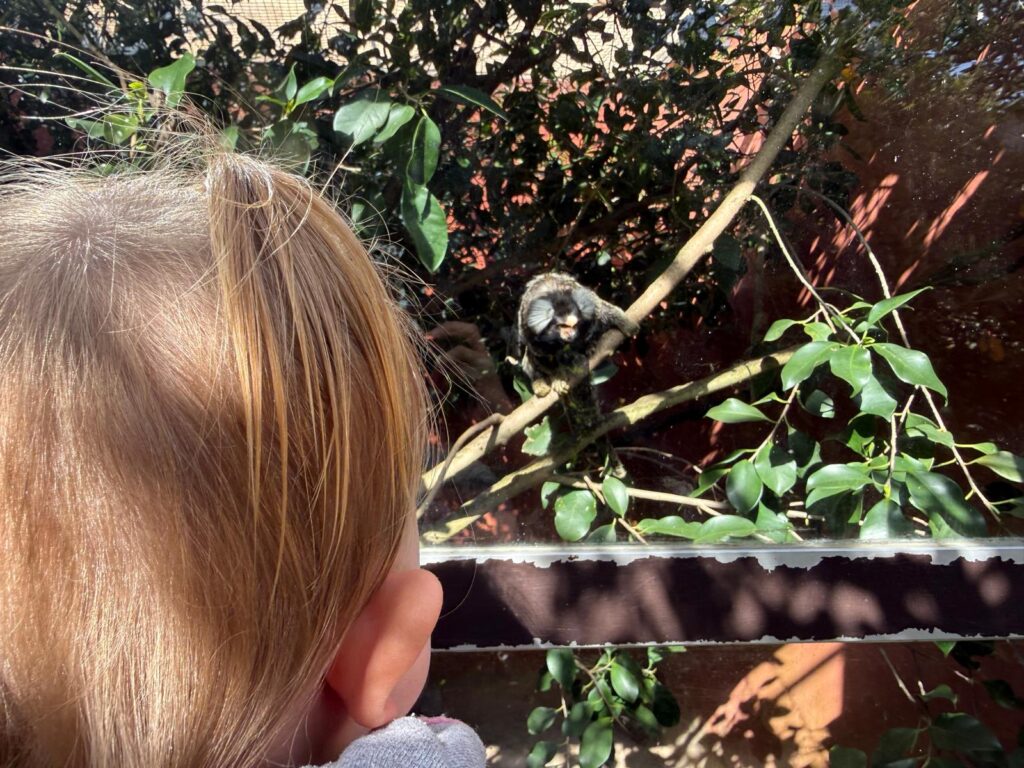 Affe im Tierpark
