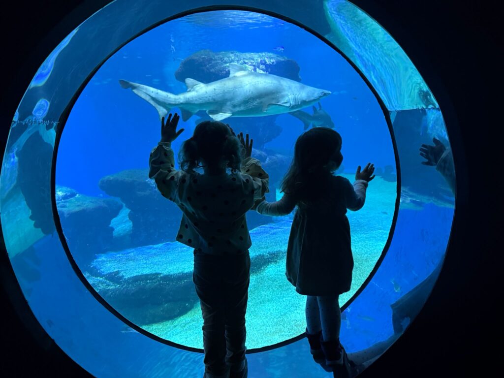 Palma Aquarium mit Kindern – Meeresbewohner hautnah erleben
