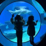 Palma Aquarium mit Kindern – Meeresbewohner hautnah erleben Aquarium mit Fischen