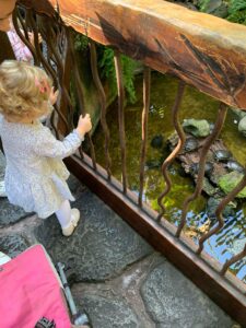 Wasserschildkröten