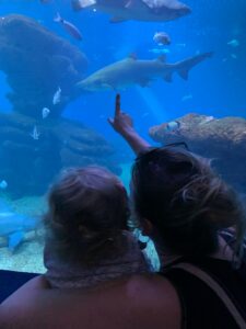Big Blue Haifischbecken